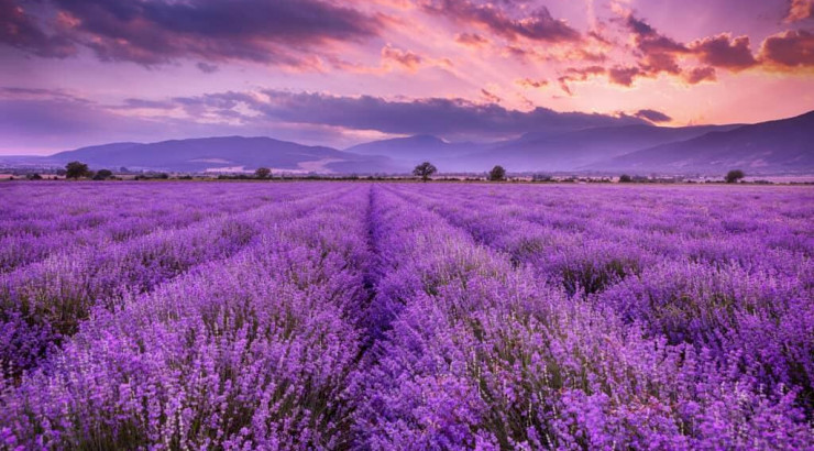 Top-7 Magnificent Lavender Fragrances